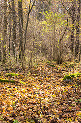 Image showing Autumn colors