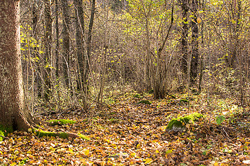 Image showing Forest