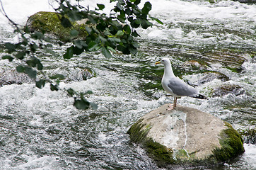 Image showing Herring gull