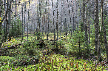 Image showing Wetland