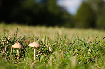 Image showing Young tiny mushrooms
