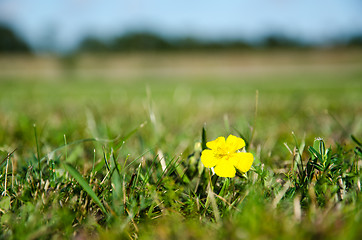 Image showing Single yellow flower in green grass