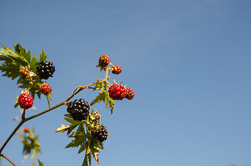 Image showing Blackberry twig at blue sky