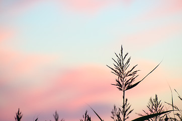 Image showing Reed flower at colored sky