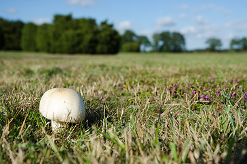 Image showing White shiny mushroom