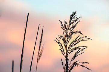 Image showing Blossom reed detail