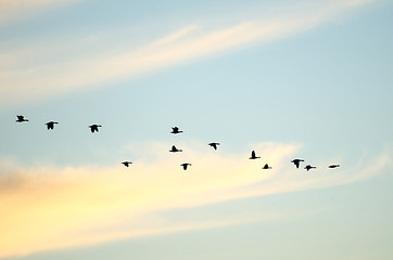 Image showing Flying geese silhouettes