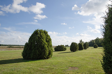 Image showing Common juniper plain field