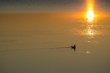 Image showing Swimming bird in water with golden reflections