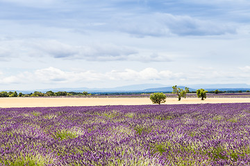 Image showing Lavander field