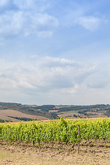 Image showing Tuscan wineyard