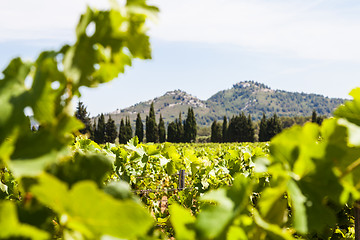 Image showing Provence vineyard