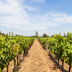 Image showing Provence vineyard