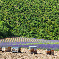 Image showing Beehive close to lavander field