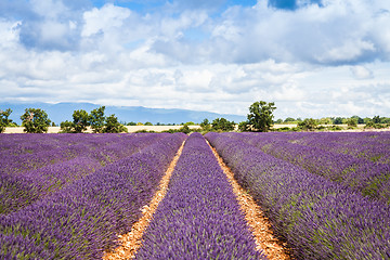 Image showing Lavander field