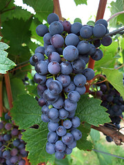 Image showing bunch of red grapes
