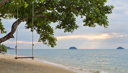 Image showing rope swing on a mangrove tree on the beach