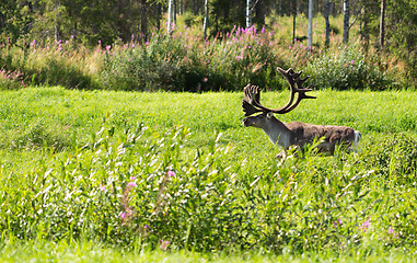Image showing deer with antlers on a background of green grass