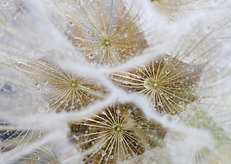 Image showing Close up dandelion