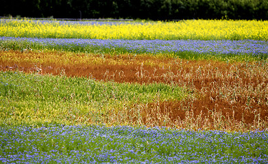 Image showing Flax and canola field