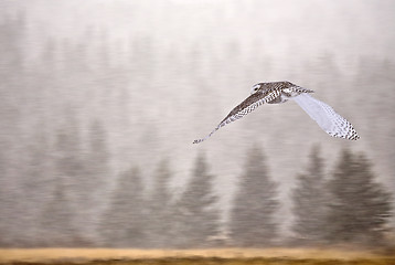 Image showing Snowy Owl in Alberta