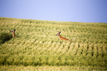 Image showing Deer in Farmers Field