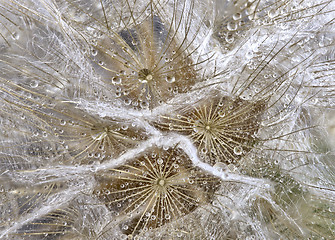 Image showing Close up dandelion