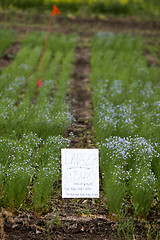 Image showing Flax Crop Saskatchewan