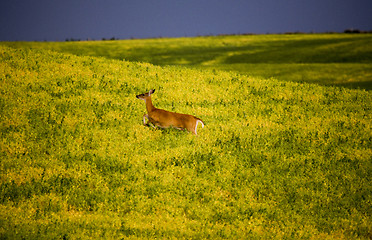 Image showing Deer in Farmers Field