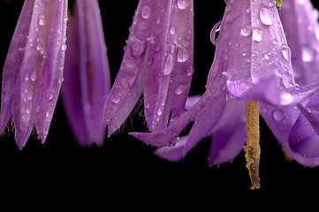 Image showing Campanula rotundifolia 