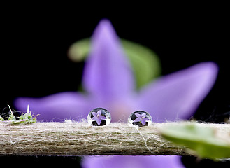 Image showing Campanula rotundifolia 