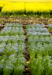 Image showing Flax Crop Saskatchewan