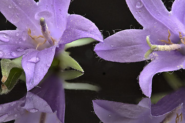 Image showing Campanula rotundifolia 