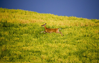 Image showing Deer in Farmers Field