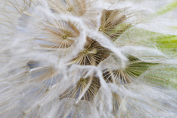 Image showing Close up dandelion