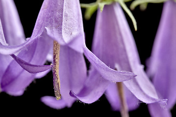 Image showing Campanula rotundifolia 