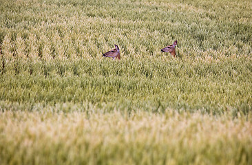 Image showing Deer in Farmers Field