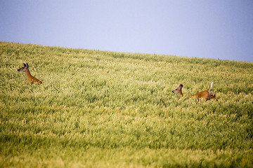 Image showing Deer in Farmers Field