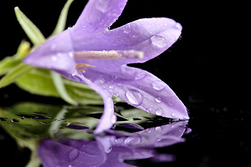 Image showing Campanula rotundifolia 