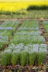 Image showing Flax Crop Saskatchewan