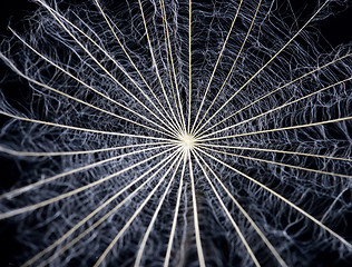 Image showing Close up dandelion