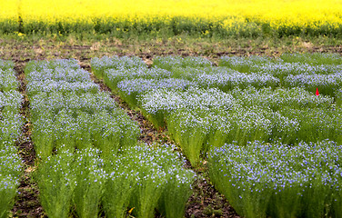 Image showing Flax Crop Saskatchewan