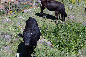 Image showing Two cows in the mountains