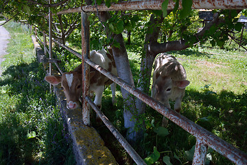 Image showing Two calfs feeding