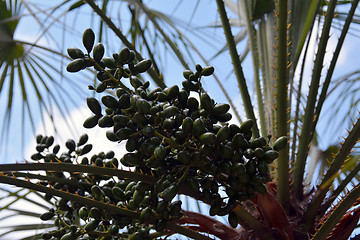 Image showing  green fruit of the date palm 