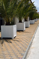 Image showing Palms in pots in a row