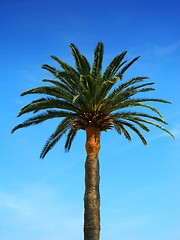 Image showing Palm tree