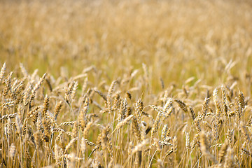 Image showing Wheat field