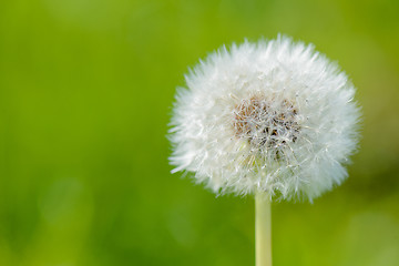 Image showing Blowball with a green background