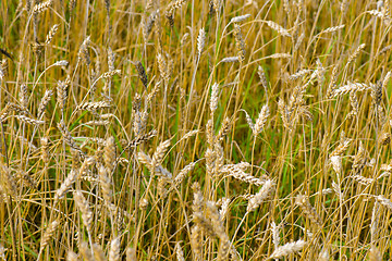 Image showing Wheat field